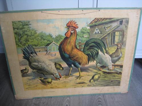 ANTIEKE SCHOOLPLAAT, Antiek en Kunst, Antiek | Schoolplaten, Natuur en Biologie, Ophalen