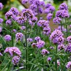 Ijzerhard / Verbena plantjes, Ophalen, Volle zon