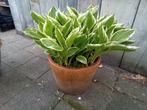 Hosta, Vaste plant, Halfschaduw, Zomer, Ophalen