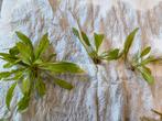 Echinodorus amazonicus, Ophalen, Plant(en), Steen of Hout