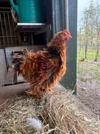 Cochin, Dieren en Toebehoren, Pluimvee, Mannelijk, Kip