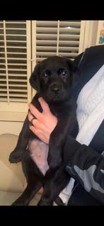 Labradors pups, Overige rassen, Meerdere, Meerdere dieren, Nederland