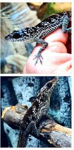Anolis zebrilus koppel, Dieren en Toebehoren, Hagedis, 0 tot 2 jaar