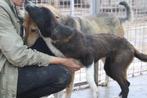 Lieve Noami ter adoptie!, Particulier, Rabiës (hondsdolheid), 15 weken tot 1 jaar, Buitenland