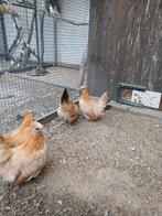 Krieltjes, Dieren en Toebehoren, Pluimvee, Vrouwelijk, Kip