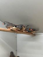 Zebravink Groot, Dieren en Toebehoren, Vogels | Overige Vogels, Meerdere dieren, Tropenvogel