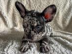 Lieve franse bulldog pups, Dieren en Toebehoren, Honden | Bulldogs, Pinschers en Molossers, CDV (hondenziekte), 8 tot 15 weken