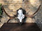 Eland schedel en gewei op houten schild, Ophalen of Verzenden, Gebruikt, Hert, Gewei of Kop