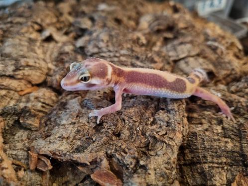 Luipaardgekko eublepharis macularis 0.0.1 #9, Dieren en Toebehoren, Reptielen en Amfibieën, Hagedis