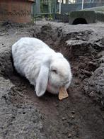 Franse hangoor voedster en ram, Dieren en Toebehoren, Konijnen, Vrouwelijk, Groot, Hangoor