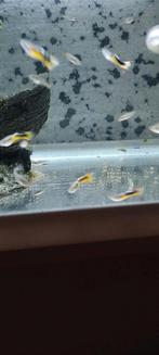 Panda endler guppen, man / vrouw volwas1€ stuk./ Klein €.050, Dieren en Toebehoren, Vissen | Aquariumvissen, Vis