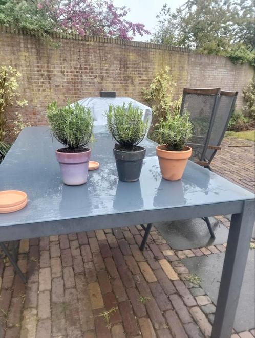 Lavendel munstead c1,5 pot grote bossige planten, Tuin en Terras, Planten | Tuinplanten, Overige soorten, Volle zon, Zomer, Ophalen