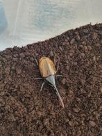 Dynastes hercules lichyi, L3 larven van de Hercules kever, Dieren en Toebehoren, Insecten en Spinnen, Overige soorten