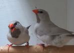 Spitstaart  mutaties, Dieren en Toebehoren, Geslacht onbekend, Tropenvogel, Geringd