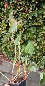 Persicaria amplexicaulis 'Rosea' - Perzikkruid, Tuin en Terras, Ophalen, Herfst, Vaste plant, Halfschaduw