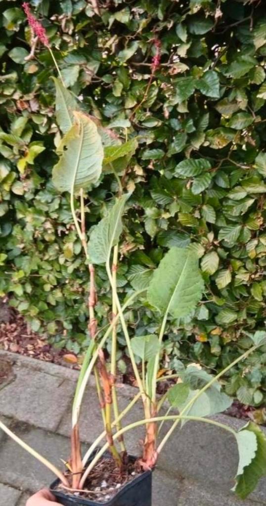 Persicaria amplexicaulis 'Rosea' - Perzikkruid, Tuin en Terras, Planten | Tuinplanten, Vaste plant, Halfschaduw, Herfst, Ophalen