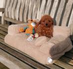 Maltipoo reutje F1B, Parvo, 8 tot 15 weken, Eén hond, Nederland