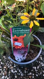 Echinacea, Ophalen of Verzenden, Overige soorten, Halfschaduw