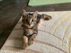 Katertje te koop, Dieren en Toebehoren, Katten en Kittens | Overige Katten, Kater, Kortharig, 0 tot 2 jaar