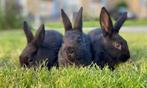 2 lieve konijntjes, Dieren en Toebehoren, Konijnen, Meerdere dieren, Klein, 0 tot 2 jaar
