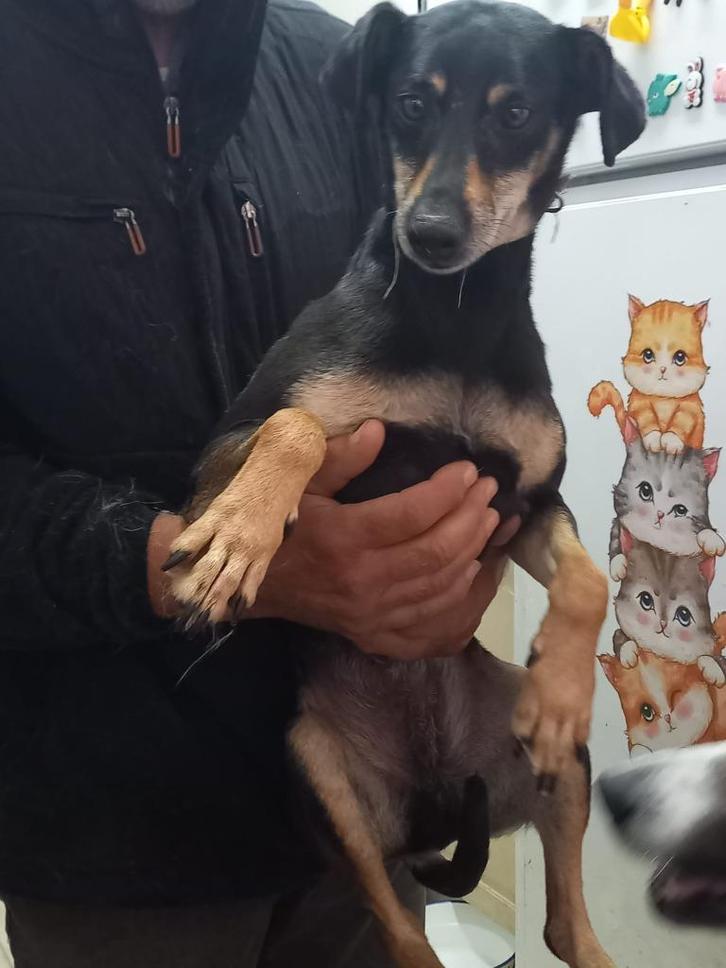 Faisca lief rustig reutje, Dieren en Toebehoren, Honden | Niet-rashonden, Klein, Reu, Particulier, Meerdere, Buitenland, 6 jaar of ouder