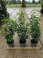 Portugese Laurier, Haagplant, Prunus lusitanica Angustifolia, Ophalen, Laurier, Haag, Minder dan 100 cm