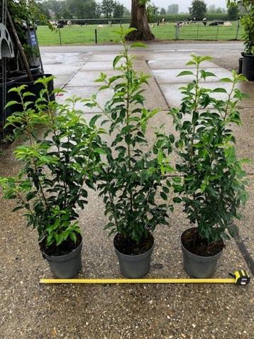 Portugese Laurier, Haagplant, Prunus lusitanica Angustifolia beschikbaar voor biedingen
