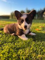 Corgi pups, Dieren en Toebehoren, CDV (hondenziekte), 8 tot 15 weken, Meerdere, Meerdere dieren