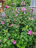 Stekjes van de Hibiscus, Tuin en Terras, Ophalen of Verzenden, Zomer, Overige soorten, Volle zon