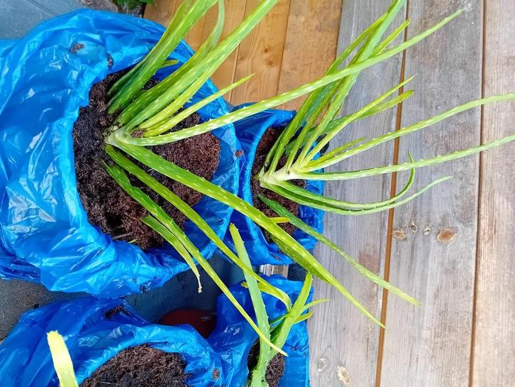 Aloë vera, Huis en Inrichting, Kamerplanten, Overige soorten, Minder dan 100 cm, Halfschaduw, Ophalen