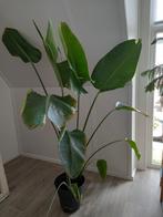 Grote Strelizia Nicolai, Huis en Inrichting, Kamerplanten, Ophalen