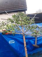 Prunus lus. Angustifolia als Leiboom, Bloeit niet, Leiboom, 250 tot 400 cm, Ophalen