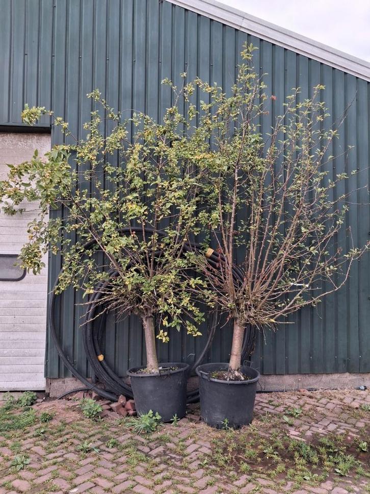 Laagstam, oude sierappels, malus red sentinel, Rode, Tuin en Terras, Planten | Bomen, Bolboom, 250 tot 400 cm, Halfschaduw, Lente