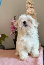 Prachtige Maltipoo F1 teefje, Poedel, Parvo, 15 weken tot 1 jaar, Teef