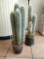 cactussen in glazen pot, Ophalen, Cactus, In pot, Minder dan 100 cm