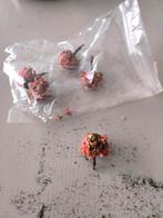 Bloesem boompjes, Ophalen of Verzenden, Groter dan 1:32