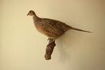 Taxidermie opgezette fazant, Ophalen of Verzenden, Gebruikt, Vogel, Opgezet dier