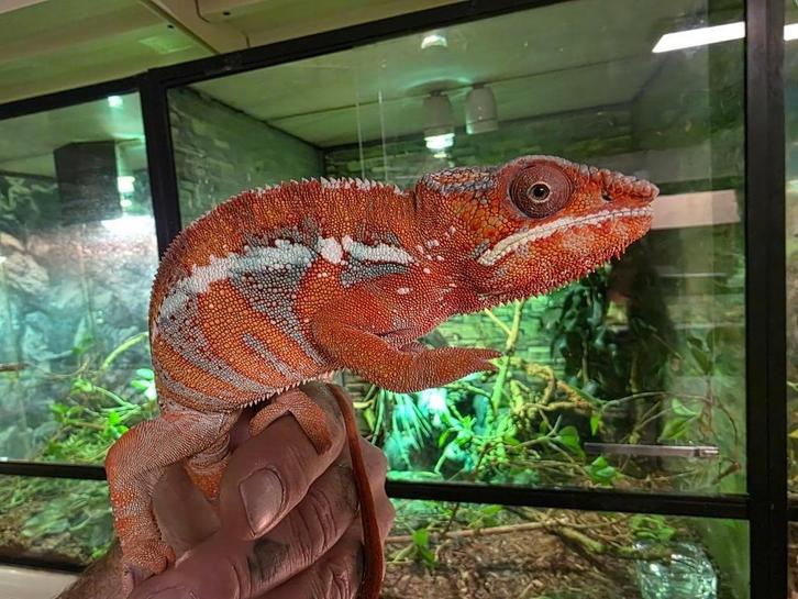 Panter kameleon  / furcifer pardalis ambilobe red bar, Dieren en Toebehoren, Reptielen en Amfibieën, Hagedis, 0 tot 2 jaar