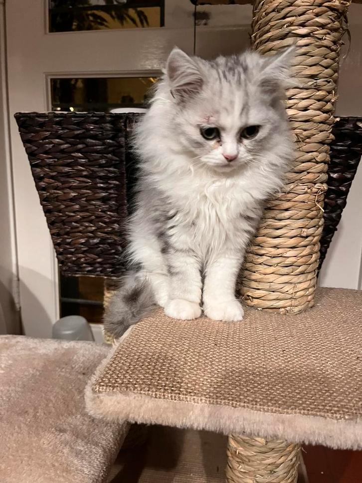 Nog twee mooie britse langhaar silver shade kittens., Dieren en Toebehoren, Katten en Kittens | Raskatten | Langhaar, Poes, Ontwormd