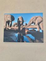 Unieke Safari foto op canvas olifanten waterplaats 30 x 40cm, Huis en Inrichting, Woonaccessoires | Schilderijen, Tekeningen en Foto's