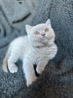 Britse Korthaar raszuiver katertje, Dieren en Toebehoren, Katten en Kittens | Raskatten | Korthaar, Kater, Gechipt, 0 tot 2 jaar