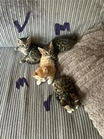 Bengaal kittens 1 katertje beschikbaar nog maar, Dieren en Toebehoren, Katten en Kittens | Raskatten | Korthaar, Meerdere dieren