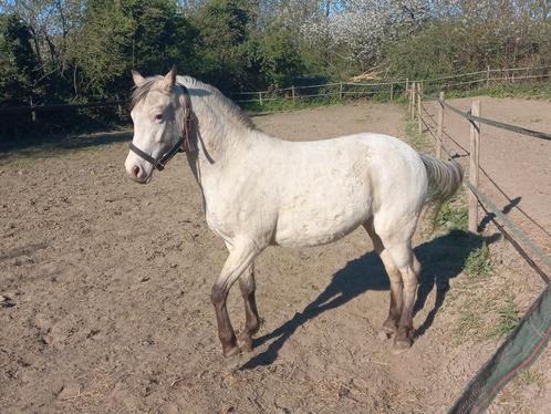 Knappe C pony, Dieren en Toebehoren, Pony's, Merrie, Onbeleerd, C pony (1.27m tot 1.37m), Recreatiepony, 3 tot 6 jaar, Met stamboom