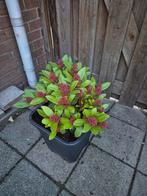 Skimmia, Ophalen, Overige soorten, Volle zon