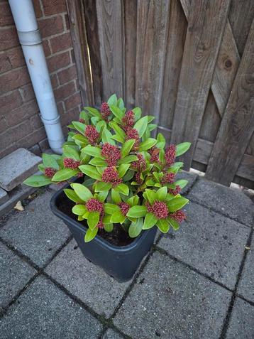 Skimmia beschikbaar voor biedingen