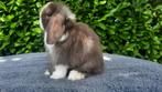 Choco minilop konijntjes, Dieren en Toebehoren, Konijnen, Mannelijk, Dwerg, Hangoor, 0 tot 2 jaar