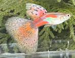 ***Unieke Red Grass Guppy***, Dieren en Toebehoren, Vis, Zoetwatervis, Schoolvis