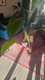 Strelizia 150cm, Ophalen, 100 tot 150 cm, Overige soorten, Halfschaduw