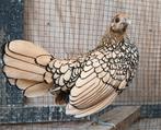 Sebright Hennen en (jonge) haantjes., Dieren en Toebehoren, Pluimvee, Meerdere dieren, Kip