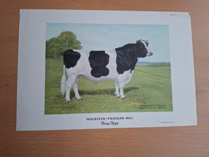 Litho: Holstein-Friesian Stier, Antiek en Kunst, Kunst | Tekeningen en Foto's, Ophalen of Verzenden